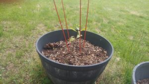 Humble tomato plant